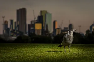 City Prints: Australian magpie (Cracticus tibicen), on the ground, with the Melbourne city skyline