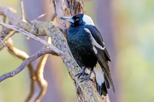 Canberra Prints: Australian magpie (Cracticus tibicen) perched in tree, Canberra, ACT, Australia