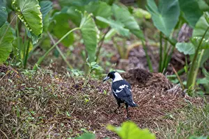 Fiji Prints: Australian magpie (Gymnorhina tibicen) foraging on farmland, Tavunei, Fiji