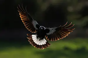 New Zealand Prints: Australian magpie (Gymnorhina tibicen) male