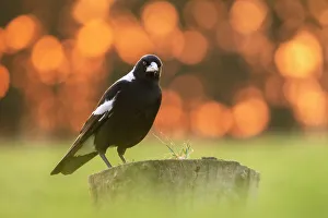 Grasses Prints: Australian magpie (Gymnorhina tibicen) male perched on stump