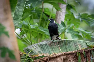 Fiji Prints: Australian magpie (Gymnorhina tibicen) perched on a Banana leaf, Taveuni, Fiji