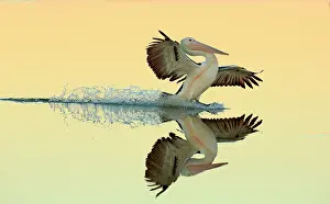 Pelecanus Prints: Australian pelican (Pelecanus conspicillatus) landing in shallow water of a mangrove lagoon at dusk