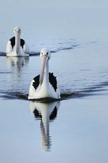 Australian pelicans (Pelecanus conspicillatus) on the water, Kangaroo Island, South Australia
