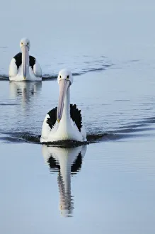 Pelicans Prints: Australian pelicans (Pelecanus conspicillatus) on the water