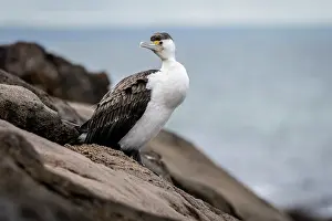 Cormorant Prints: Australian pied cormorant (Phalacrocorax varius) standing on coastal rocks