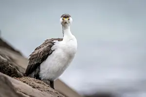 Cormorant Prints: Australian pied cormorant (Phalacrocorax varius) standing on coastal rocks