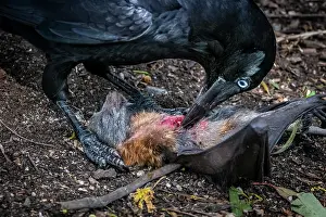 Corvidae Prints: Australian raven (Corvus coronoides) feeding on the remains of a young Grey-headed flying-fox (Pteropus poliocephalus)