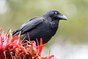 Australian Capital Territory Prints: Australian raven (Corvus coronoides) perched on flower, Jarvis Bay, ACT, Australia