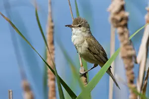 Warbler Prints: Australian reed warbler (Acrocephalus australis) male