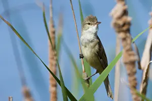 Warbler Prints: Australian reed warbler (Acrocephalus australis) male