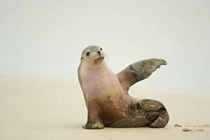 Images Dated 20th September 2011: Australian Sea Lion (Neophoca cinerea) sitting on beach with one flipper up, Seal
