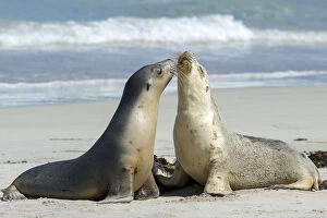 Australian sea lion (Neophoca cinerea), two females greeting each other on beach