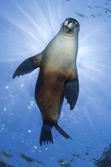 Temperate Prints: An Australian Sea Lion (Neophoca cinerea) bathing in the sun at the surface