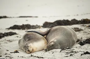 Australian Sea Lion (Neophoca cinerea) lying on beach, Seal Bay Conservation Park