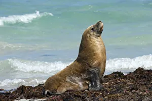 Australian sea lion (Neophoca cinerea) male basking on seaweed on beach. Seal Bay Conservation Park