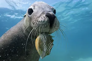 Western Australia Prints: Australian sea lion (Neophoca cinerea) male with Striped cowfish (Aracana aurita) Carnac Island