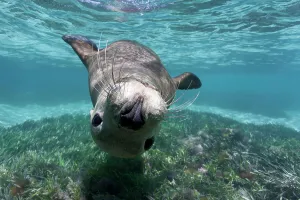 Western Australia Prints: Australian sea lion (Neophoca cinerea) playful juvenile swimming upside-down