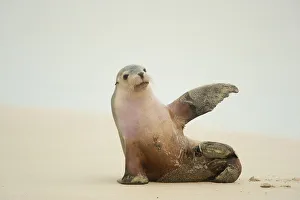 Kangaroo Island Prints: Australian Sea Lion (Neophoca cinerea) sitting on beach with one flipper up, Seal