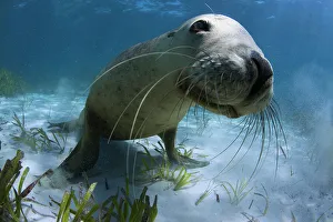 Tony Wu Prints: Australian sea (Neophoca cinerea) juvenile playing in the sand
