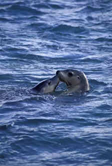 Australian sealion with young at sea surface {Neophoca cinerea} Australia