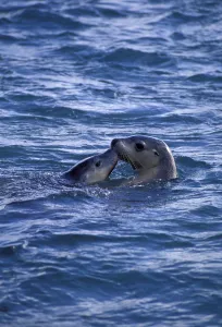 Affection Prints: Australian sealion with young at sea surface {Neophoca cinerea} Australia