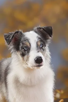 Australian Shepherd, blue-merle, head portrait with autumn leaves behind Australian Shepherd, blue-merle, head portrait with autumn leaves behind