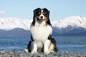 Christmas Prints: Australian shepherd, male, sitting on rocky beach with mountains in background