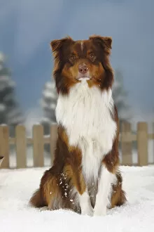 Australian Shepherd, red-tri coated, portrait sitting in snow, with picket fence behind