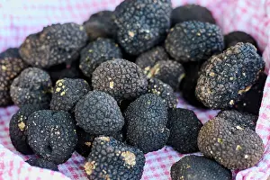 Croatia Prints: Autumn Black truffles (Tuber Uncinatum) on a piece of cloth