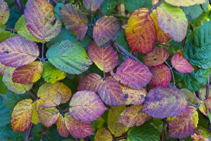 Autumn bramble leaves (Rubus fruticosa) Hindringham, North Norfolk, England