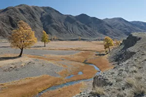 Autumn colour along meandering river bank, River Khovd, Altai Mountains, Bayan-Ulgii
