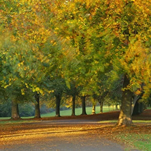 Autumn colour in the trees blowing in the wind, The Promenade, Clifton Downs, Bristol