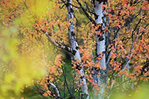 Sweden Prints: Autumn coloured Mountain birch trees