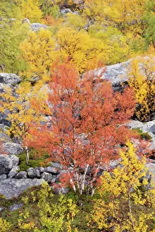 Sweden Prints: Autumn coloured Mountain birch trees (Betula poubescens var)