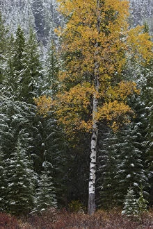 Autumn colours of the Aspen trees (Populus tremula) and conifers in the snow, near Muleshoe