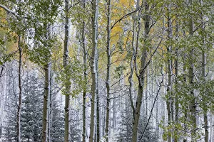 Autumn colours of the Aspen trees (Populus tremula) in the snow, near Muleshoe, Bow Valley Parkway