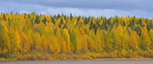 Autumn Gallery: Autumn colours of Birch trees beside water, Laponia / Lappland, Finland