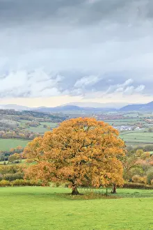 Overcast Prints: Autumn colours in countryside with Oak (Querus sp) tree