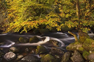 Images Dated 25th July 2012: Autumn colours along the East Dart River, Dartmoor National Park, Devon, UK. October 2011