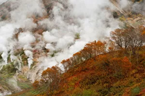 Steam Collection: Autumn colours of the Ermans Birch trees in the Valley of Geysers, Kronotsky Zapovednik