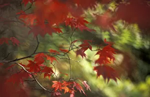 Acer Gallery: Autumn colours impression - Japanese maple leaves, Stourhead, Wiltshire, UK