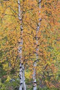 Autumn colours in Mountain birch, (Betula pubescens var. tortuosa), Abisko National Park, Norrbotten, Lapland, Sweden September 2020