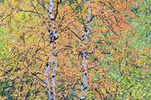 Sweden Prints: Autumn colours in Mountain birch