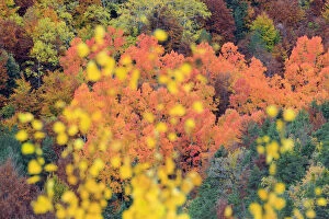 Autumn Gallery: Autumn colours of Poplar (Populus sp) Ordesa y Monte Perdido National Park, Spain