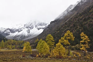 Autumn colours and snow covered mountains Baima Snow Mountain Nature reserve, Yunnan