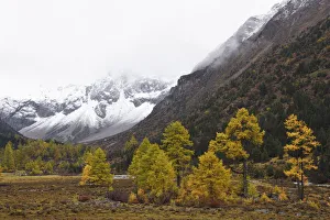 Yunnan Province Prints: Autumn colours and snow covered mountains Baima Snow Mountain Nature reserve, Yunnan