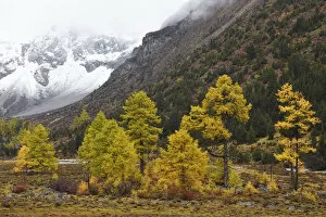 Images Dated 23rd October 2017: Autumn colours, snow covered mountains and sceneries, Baima Snow Mountain Nature reserve