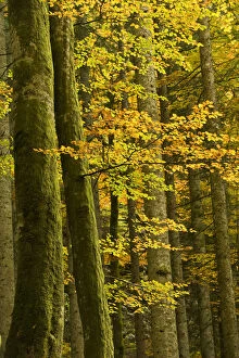 Images Dated 8th October 2008: Autumn in Corkova Uvala, virgin mixed forest of Silver fir (Abies alba) European beech