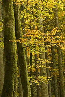 Maurizio Biancarelli Prints: Autumn in Corkova Uvala, virgin mixed forest of Silver fir (Abies alba) European beech